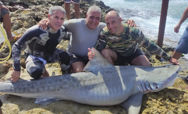 Pescadores cubanos capturaron un tiburón tigre en Mayabeque