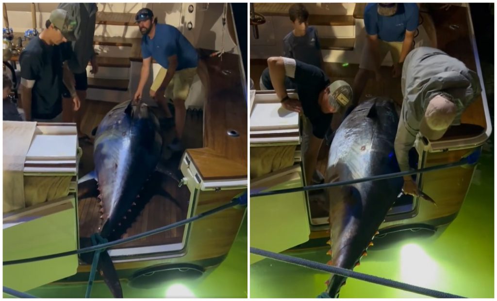 Pescadores atrapan un gigantesco atún rojo en aguas de Florida