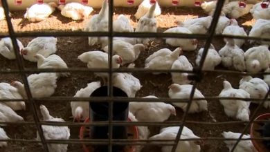 Imagen ilustrativa de una granja de gallinas en la Isla. (Captura de pantalla © Cubavisión Internacional-YouTube)