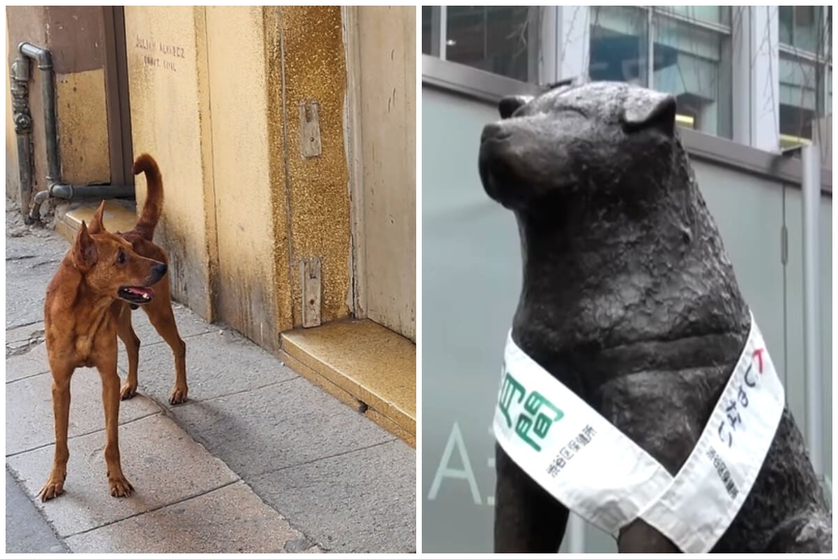 Perrito cubano espera a sus dueños, estatua en honor a Hachiko, perro que murió esperando a su dueño. (Captura de pantalla © CEDA- Facebook/ The Japan Times- YouTube)