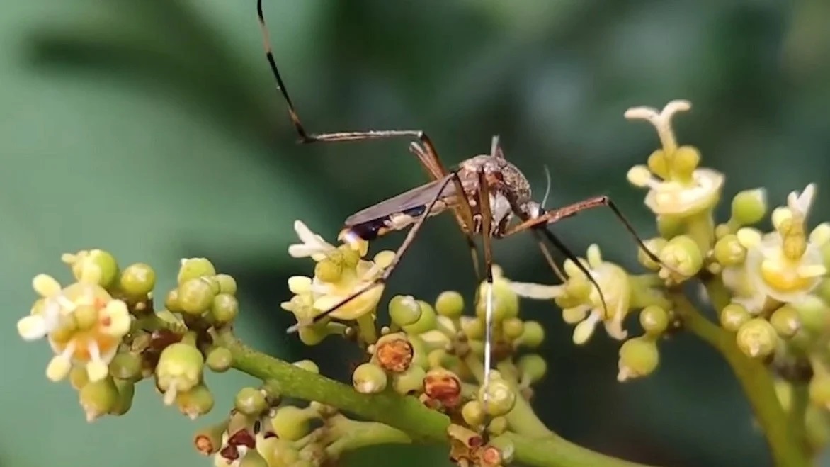 Imagen ilustrativa de un mosquito vector. (Captura de pantalla © El Heraldo de México-YouTube)