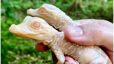 Nueva cría de caimán albino en el Parque Wild Florida