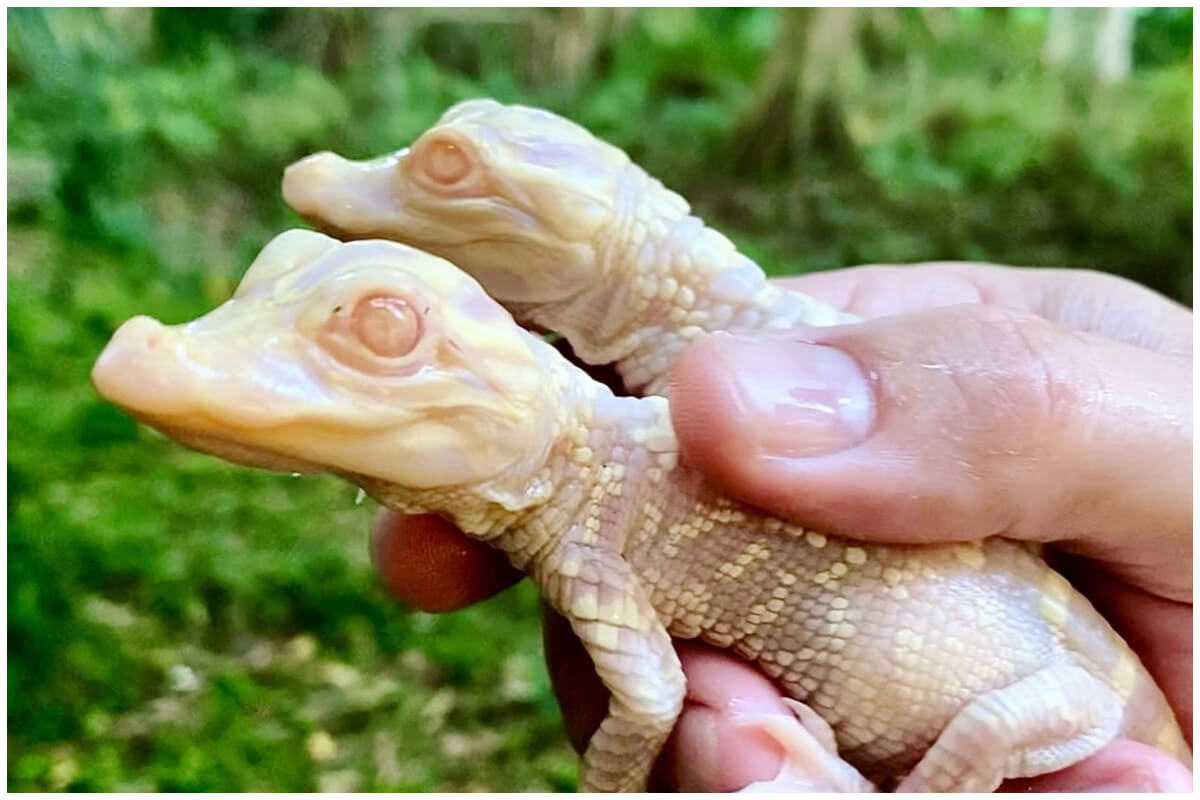 Nueva cría de caimán albino en el Parque Wild Florida