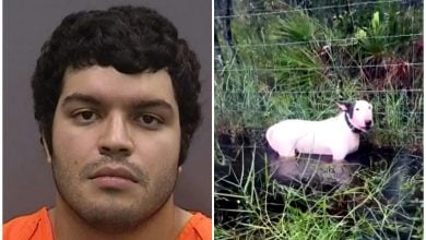 El joven intentó recuperar al perro, pero los trabajadores del refugio en el que estaba, alertaron a la policía. (Captura de pantalla © Autoridades de Florida)