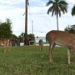 Imagen ilustrativa del ciervo de Florida. (Captura de pantalla © Associated Press-YouTube)