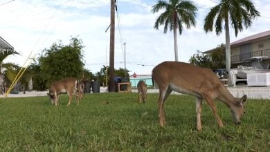 Imagen ilustrativa del ciervo de Florida. (Captura de pantalla © Associated Press-YouTube)