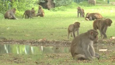 Imagen ilustrativa de monos Rhesus macaque. (Captura de pantalla © WildFilmsIndia-YouTube)