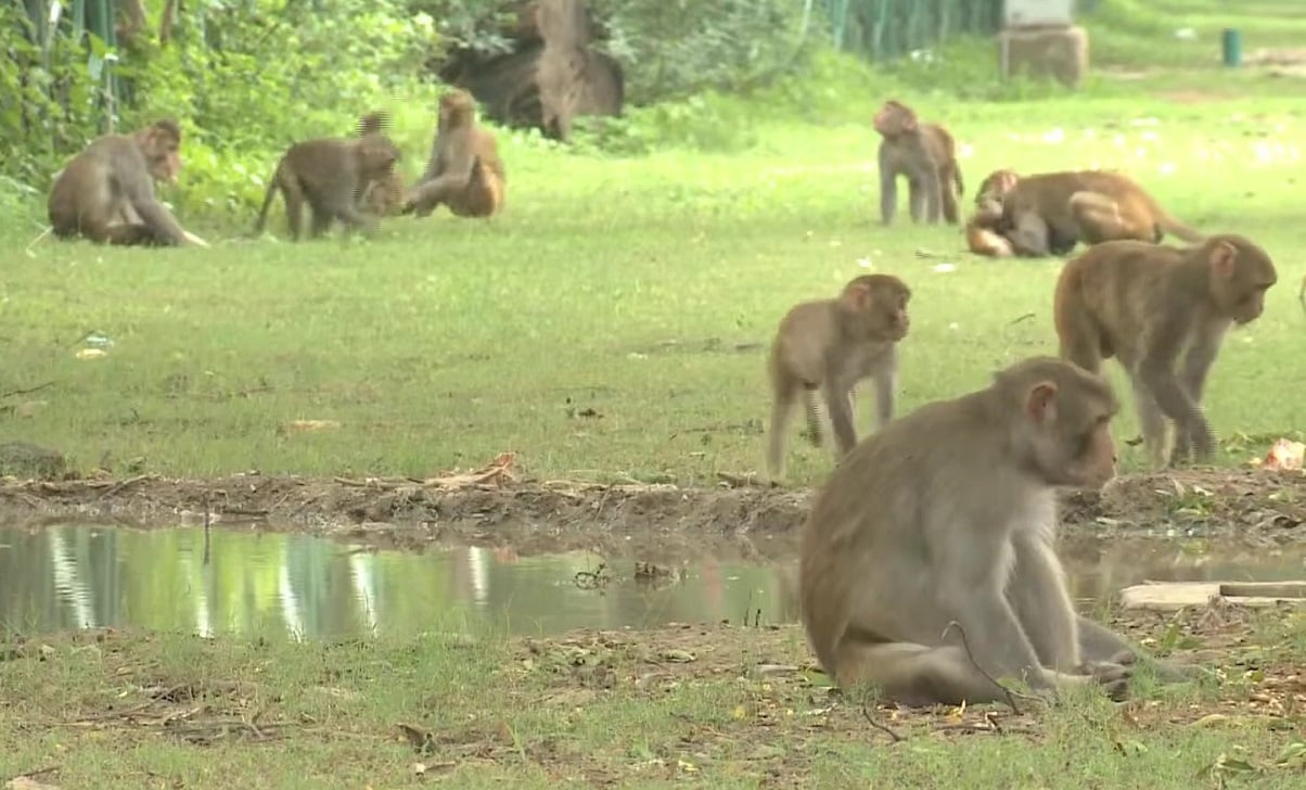 Imagen ilustrativa de monos Rhesus macaque. (Captura de pantalla © WildFilmsIndia-YouTube)