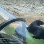 Nutria de río en el zoológico de Miami. Imagen de referencia. (Foto © Asere Noticias)