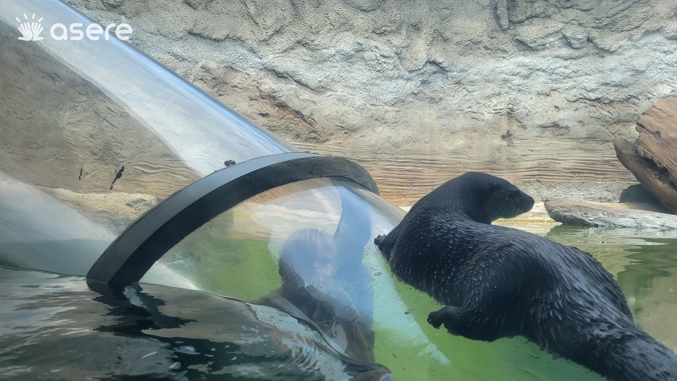 Nutria de río en el zoológico de Miami. Imagen de referencia. (Foto © Asere Noticias)