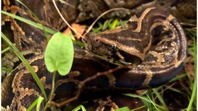 La pitón birmana es una importante especie invasora de Florida. (Captura de pantalla © History Lationoamérica- YouTube)