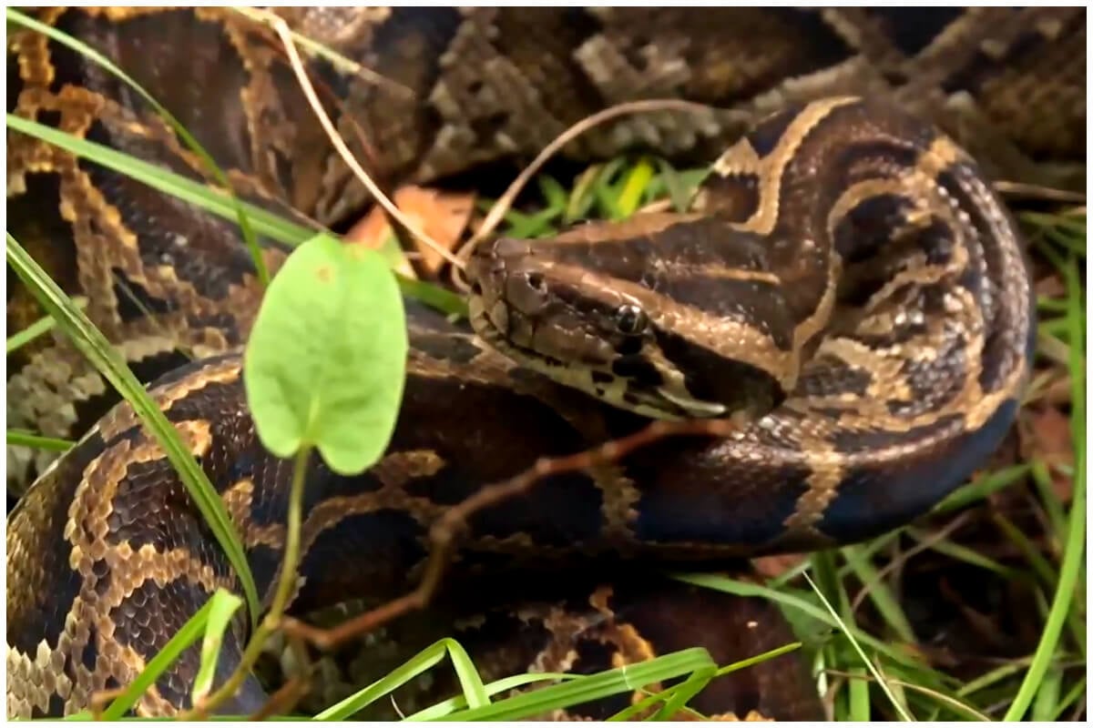 La pitón birmana es una importante especie invasora de Florida. (Captura de pantalla © History Lationoamérica- YouTube)