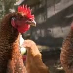 Imagen ilustrativa de gallinas en Florida. (Captura de pantalla © CBS Miami-YouTube)