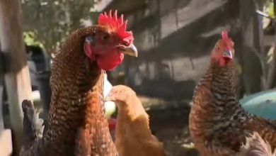 Imagen ilustrativa de gallinas en Florida. (Captura de pantalla © CBS Miami-YouTube)