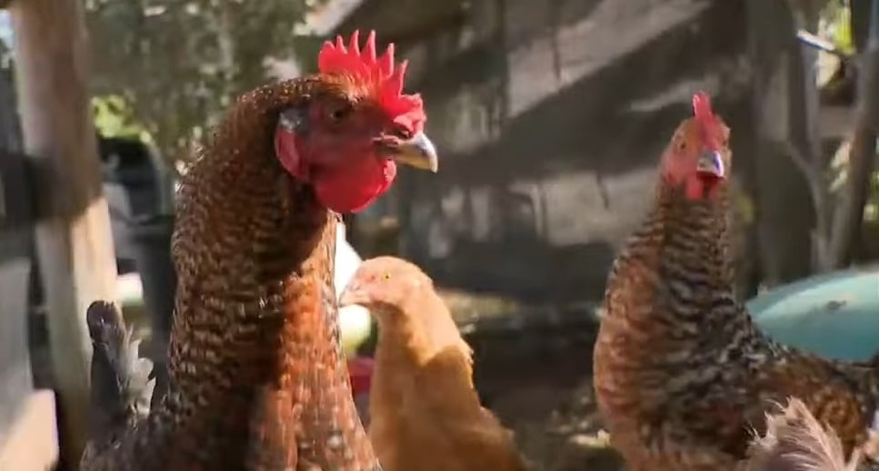 Imagen ilustrativa de gallinas en Florida. (Captura de pantalla © CBS Miami-YouTube)